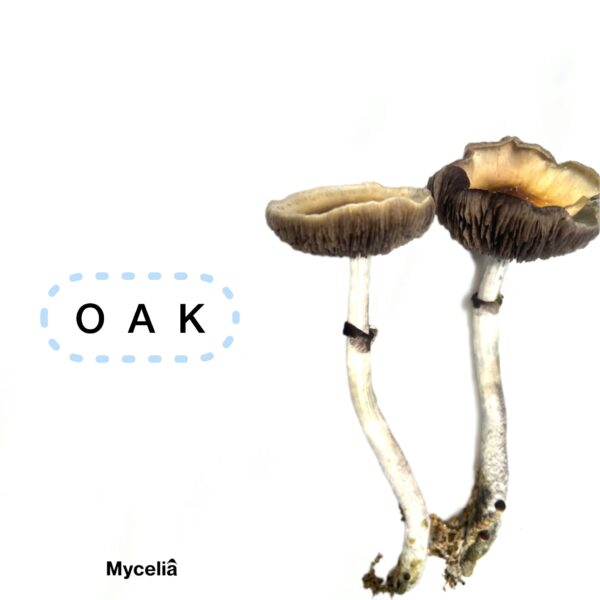 Sello de esporas Psilocybe cubensis  OAK - Image 2