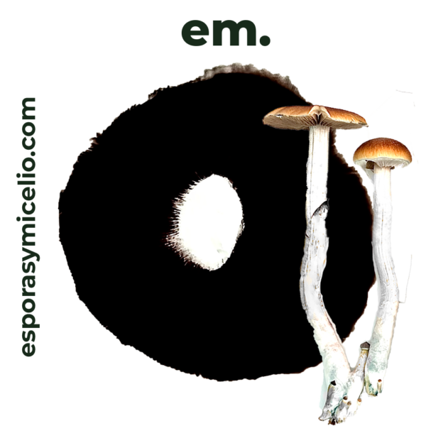 Sello de esporas Psilocybe cubensis golden teacher