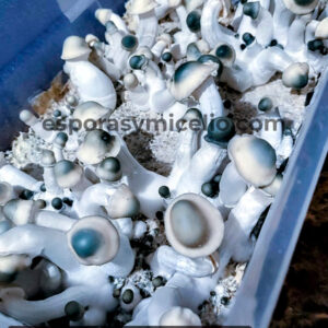 Kit de Cultivo de Psilocybe cubensis variedad Gandalf de venta en México