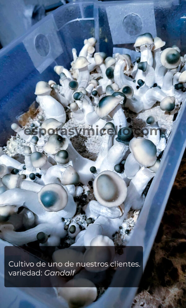 Kit de Cultivo de Psilocybe cubensis variedad Gandalf de venta en México