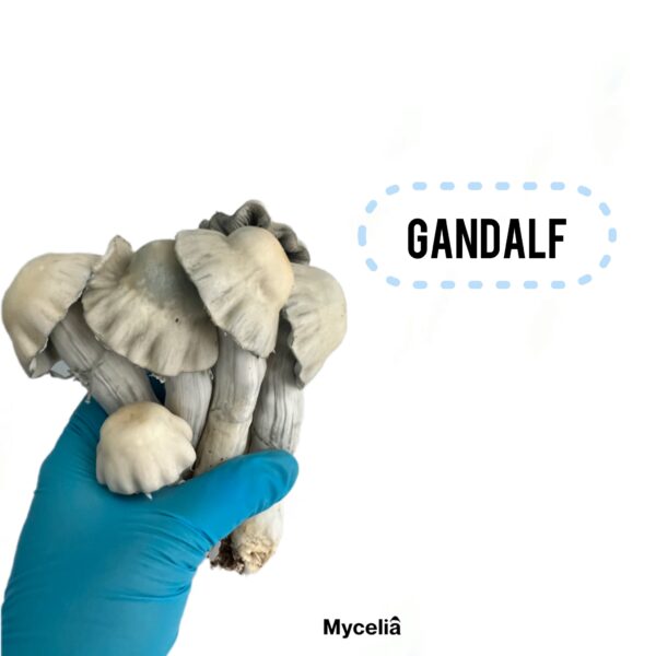 Swab de esporas Psilocybe cubensis  Gandalf - Image 2