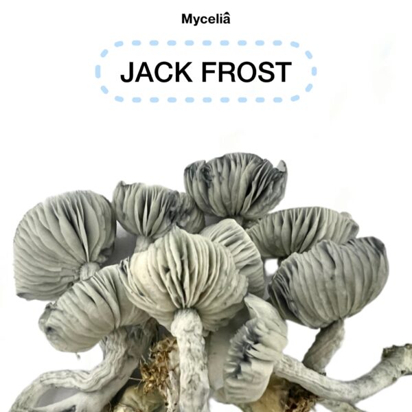 Swabs de esporas Psilocybe cubensis Jack Frost - Image 2