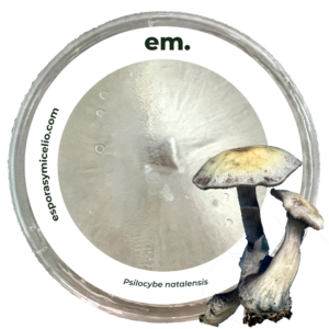 compra en México micelio de Psilocybe natalensis. esporasymicelio.com
