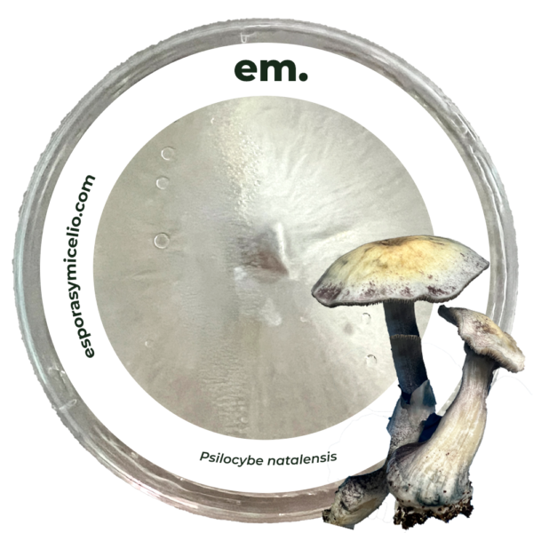 compra en México micelio de Psilocybe natalensis. esporasymicelio.com