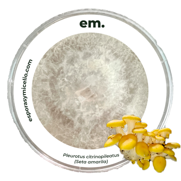 compra en México micelio en agar en caja petri de pleurotus citrinopileatus (seta amarilla)