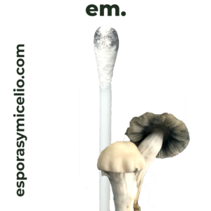 swab de esporas Psilocybe cubensis gandalf