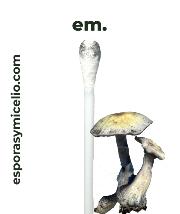 swab de esporas psilocybe natalensis