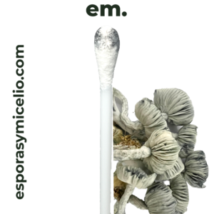 swab de esporas psilocybe cubensis jackfrost