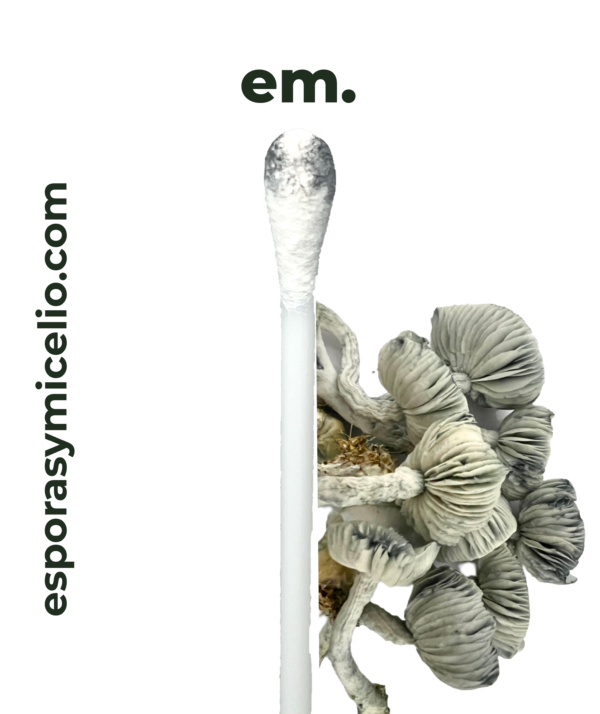 swab de esporas psilocybe cubensis jackfrost