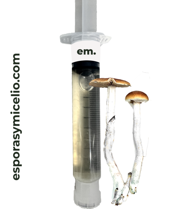 Jeringa de micelio Psilocybe cubensis golden teacher