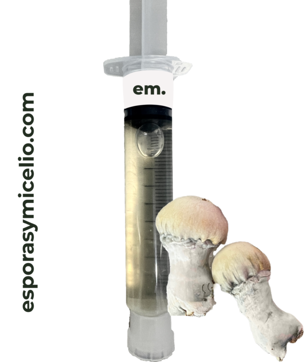 jeringa de micelio Psilocybe cubensis AMVP