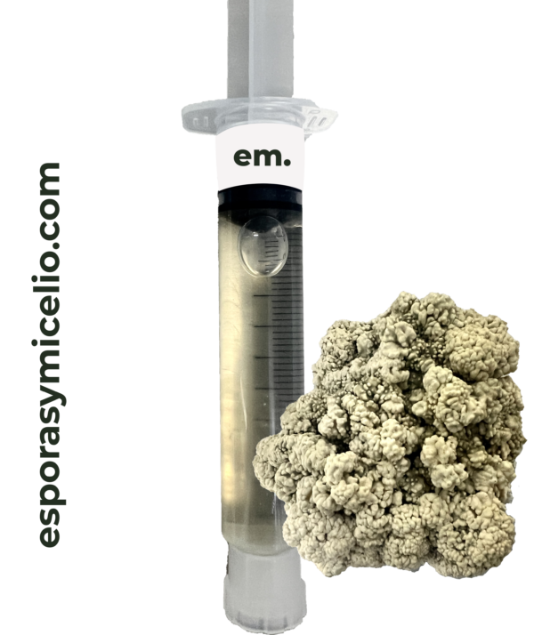 Jeirnga de micelio Psilocybe cubensis variedad enigma