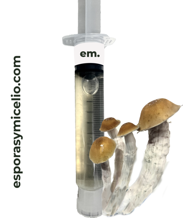 Jeringa de micelio Psilocybe cubensis DCMAK95