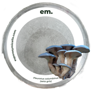 Micelio en caja paetri del hongo Pleurotus columbinus (seta gris) de venta en México en esporasymicelio.com