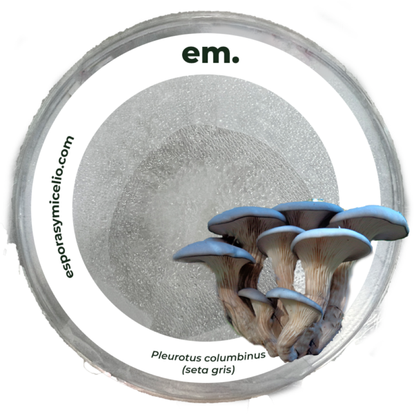 Micelio en caja paetri del hongo Pleurotus columbinus (seta gris) de venta en México en esporasymicelio.com