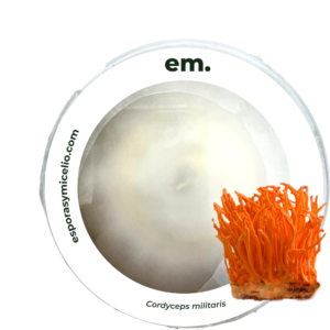 micelio en caja petri del hongo cordyceps militaris