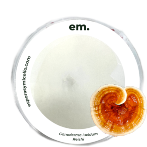 Micelio en caja petri del hongo ganoderma lucidum (Reishi)