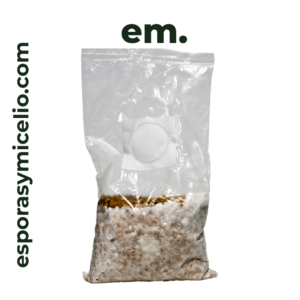 Grano colonizado para el cultivo de hongos
