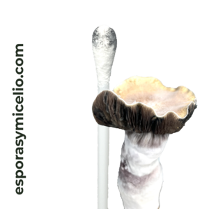 Swab de esporas Psilocybe cubensis shakti/Hillbilly