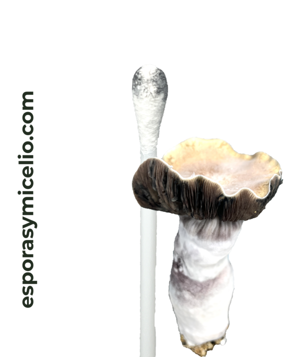 Swab de esporas Psilocybe cubensis shakti/Hillbilly