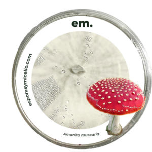 MICELIO DEL HONGO AMANITA MUSCARIA