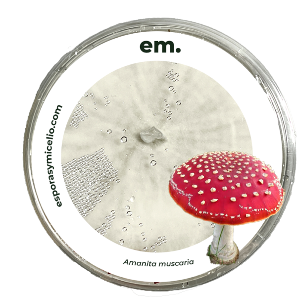 MICELIO DEL HONGO AMANITA MUSCARIA