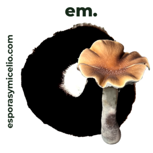 Sello de esporas Psilocybe cubensis McKennaii