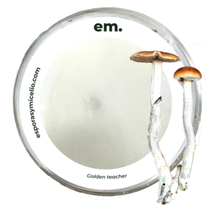 micelio en caja Petri para el cultivo del hongo Psilocybe cubensis variedad Golden teacher