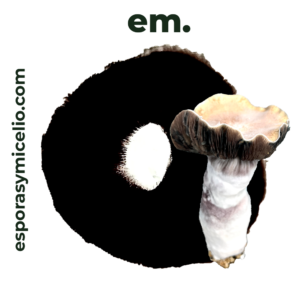 sello de esporas para el cultivo del hongo psilocybe cubensis variedad Shaktii-Hillbilly
