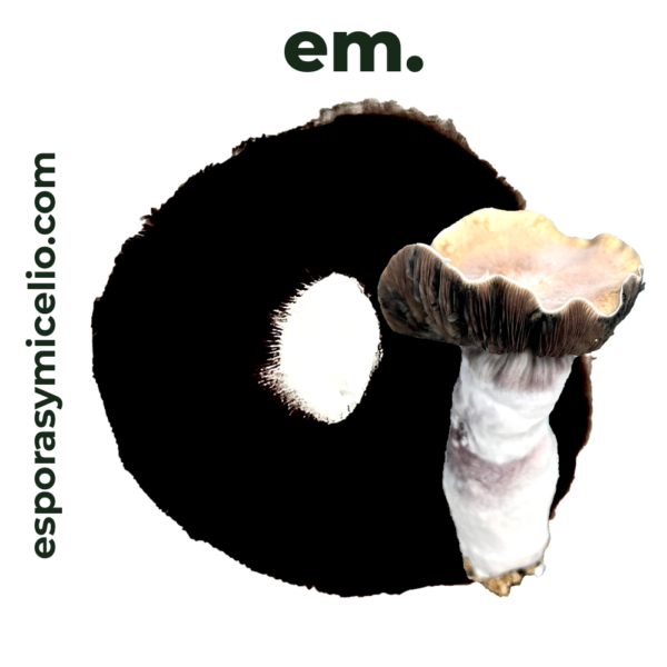 sello de esporas para el cultivo del hongo psilocybe cubensis variedad Shaktii-Hillbilly
