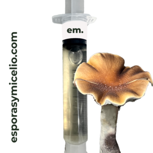 Compra en México jeringa de micelio para el cultivo del hongo Psilocybe cubensis variedad Mckennaii de venta en esporasymicelio.com