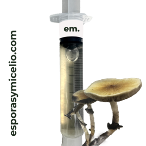 compra en México jeringa de micelio para el cultivo del hongo Psilocybe cubensis variedad OAK ridge de venta en esporasymicelio.com