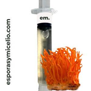 Jeringa de micelio para el cultivo del hongo cordyceps militaris